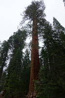 photo_sequoia_1