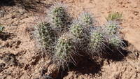 photo_canyonlands_1