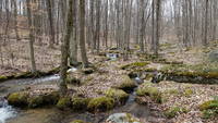 photo_elkstateforest_10