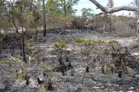 photo_apalachicola_11