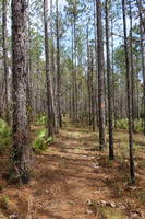 photo_apalachicola_12