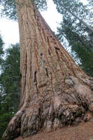 photo_sequoia_2
