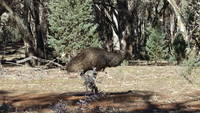photo_flindersrange_21