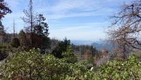 photo_sequoia_22