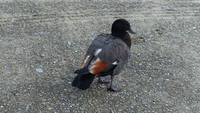 photo_mtcook_3