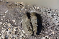 photo_elkstateforest_3