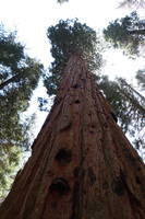 photo_sequoia_30