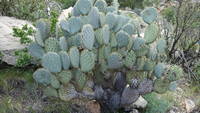 photo_grandcanyon_31