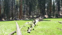 photo_sequoia_35