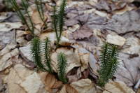 photo_elkstateforest_4
