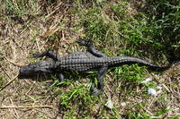 photo_everglades_5