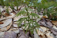 photo_elkstateforest_5